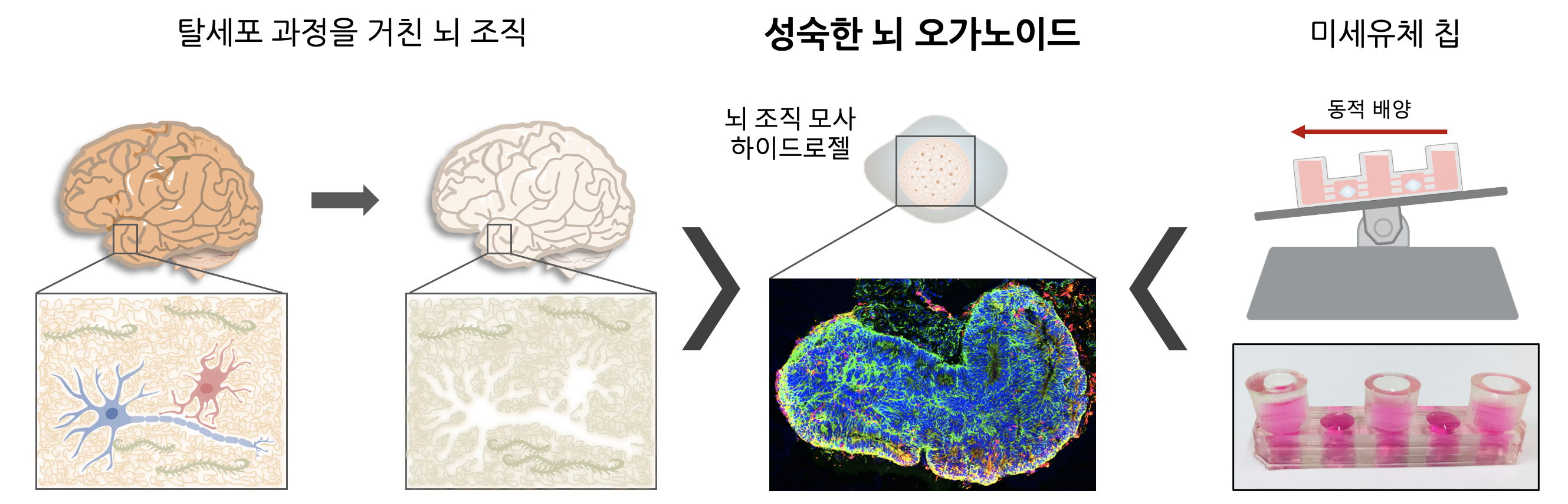 연구진이 개발한 인간 미니 뇌 배양 플랫폼 모식도