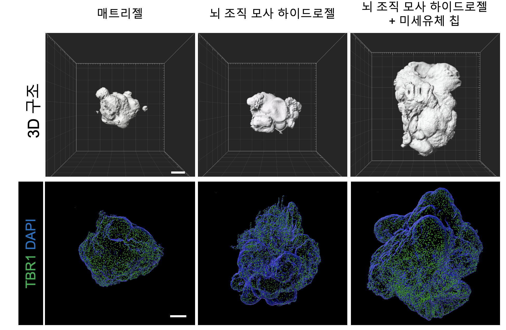 기존 뇌 오가노이드와 연구진이 제작한 뇌 오가노이드의 3차원 이미지 비교