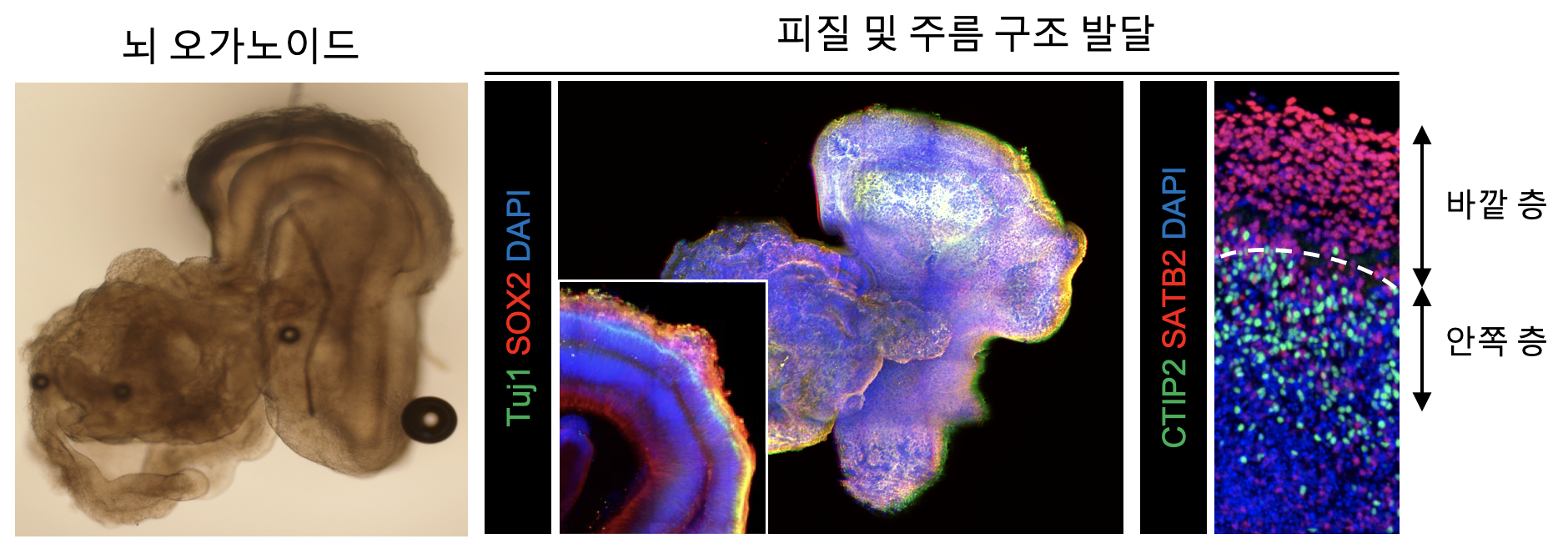 뇌 오가노이드의 피질 및 구조 발달을 확인하는 3차원 이미지 분석