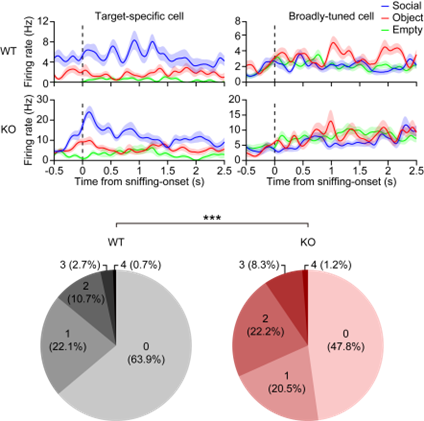 [Shank2 결손 생쥐는 여러 종류의 상호작용 대상들을 잘 구분하지 못함]