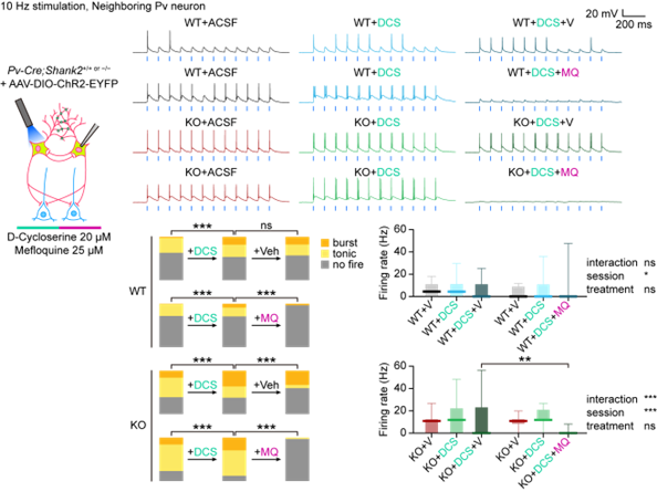 [NMDA 수용체의 활성을 높여주면 전기적 시냅스를 통해 이웃 뉴런의 다발성 발화가 증가함]