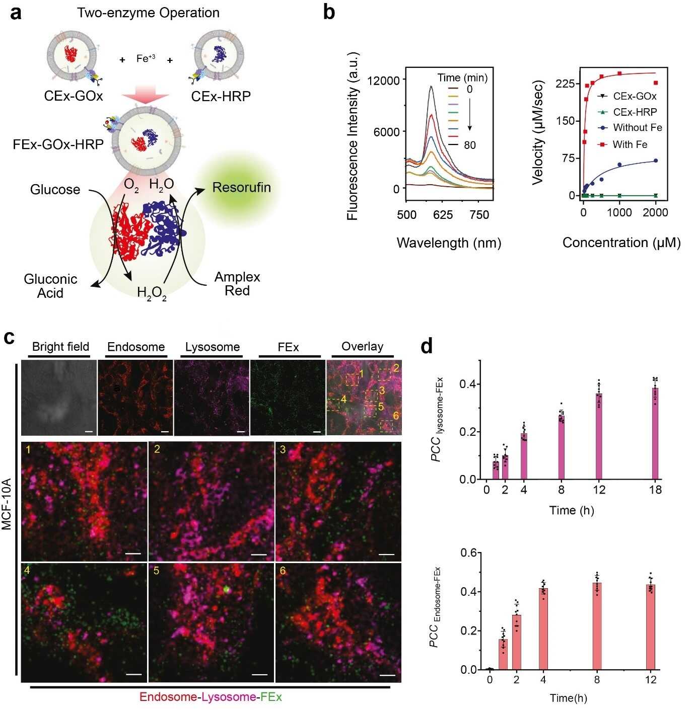 Figure 2. (a) Schematic representation of a two-enzyme GOx/HRP CEx fusing into FEx. The catalytic reaction was initiated by adding glucose, generating H2O2 by aerobic oxidation, which was then used to oxidize Amplex Red to generate resorufin. (b) Representative fluorescence spectra of resorufin generated by biocatalysis in fused exosomes (FEx-GOx-HRP) at different time points. Reaction rate for the nanoreactor vs glucose concentration to calculate kinetic constants by fitting the Michaelis-Menten equation. (c) Stability and integrity of FEx-GOx-HRP after cellular integration after 48 h. Endosomes (EEA1, red) lysosomes (LAMP1, magenta), and FEx (green) are shown. (d) Plot of Pearson correlation coefficient (PCCLysosome-FEx) values over time for magenta (lysosome) and green (FEx) fluorescence, and for red (Endosome) and green (FEx) fluorescence.