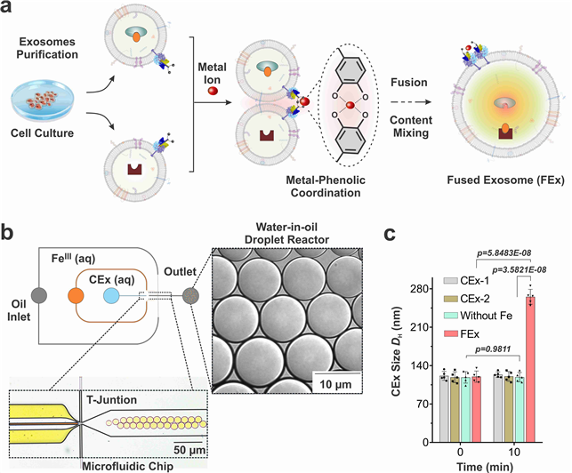 그림 1. 엑소좀 융합 반응 (a) 표면에 카테콜기를 갖도록 개질된 엑소좀(CEx)을 금속이온과 함께 반응시켜 엑소좀 융합을 유도하는 원리. (b) 카테콜기를 갖도록 개질된 엑소좀(CEx) 및 금속염의 액상 용액이 오일 용액과 만나 직경 10 μm의 물방울 반응기를 만드는 미세유체 액적 반응기칩. (c) 동적 광산란법으로 측정한 융합 전 엑소좀 (CEx-1: 121 ± 8 nm, CEx-2: 123 ± 5 nm)과 융합 후 엑소좀 (FEx: 265 ± 14 nm)의 크기 분포로 크키가 2배 이상 커짐.