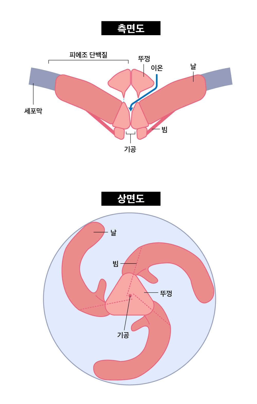 ▲ 압력 센서인 피에조 이온채널의 구조. 카메라 조리개가 작동 하듯, 3개의 날을 조였다 풀며 이온 채널을 여닫는다. [A. Danve, Nature, 2020, 577, 158]