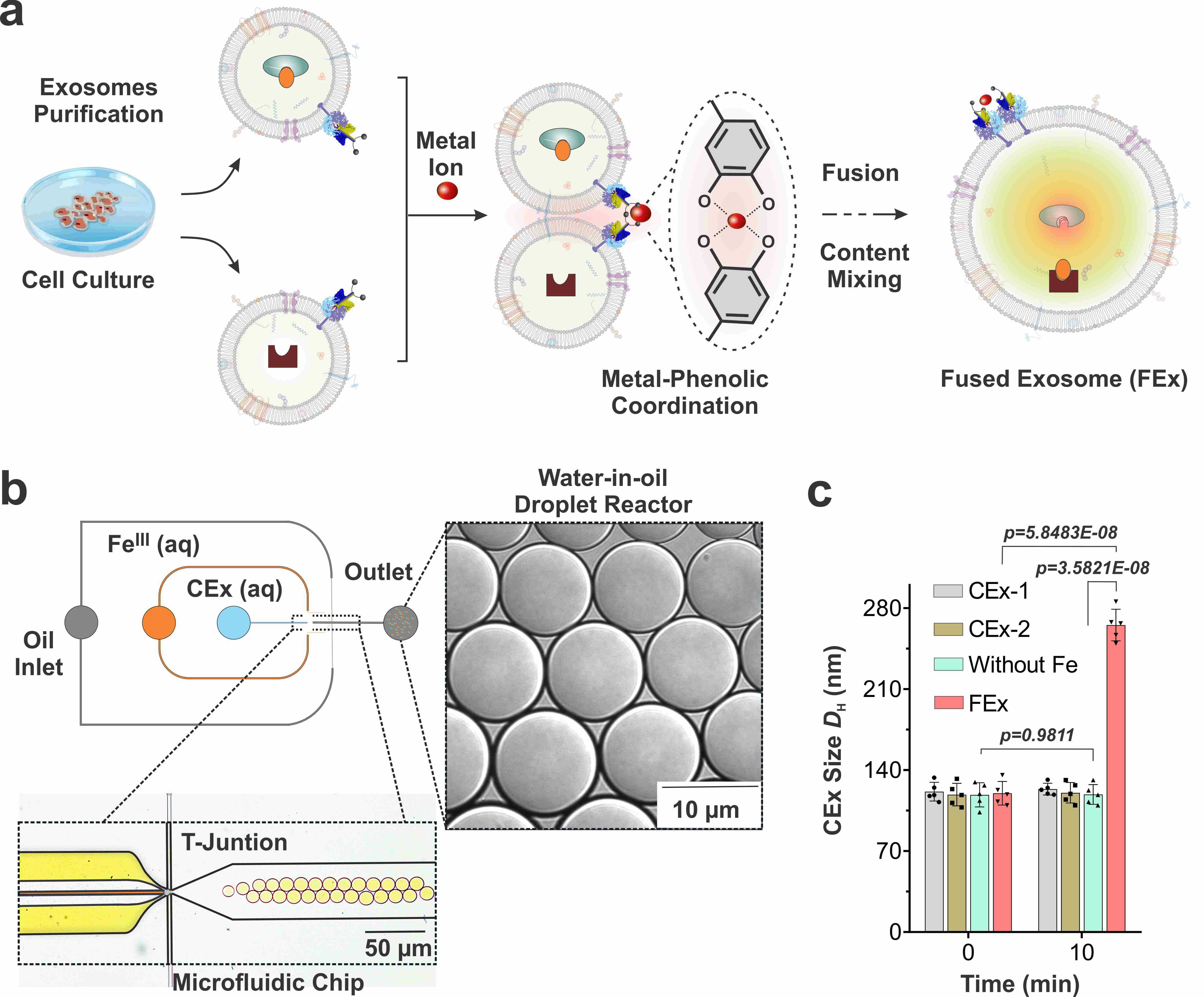 엑소좀 융합반응 모식도