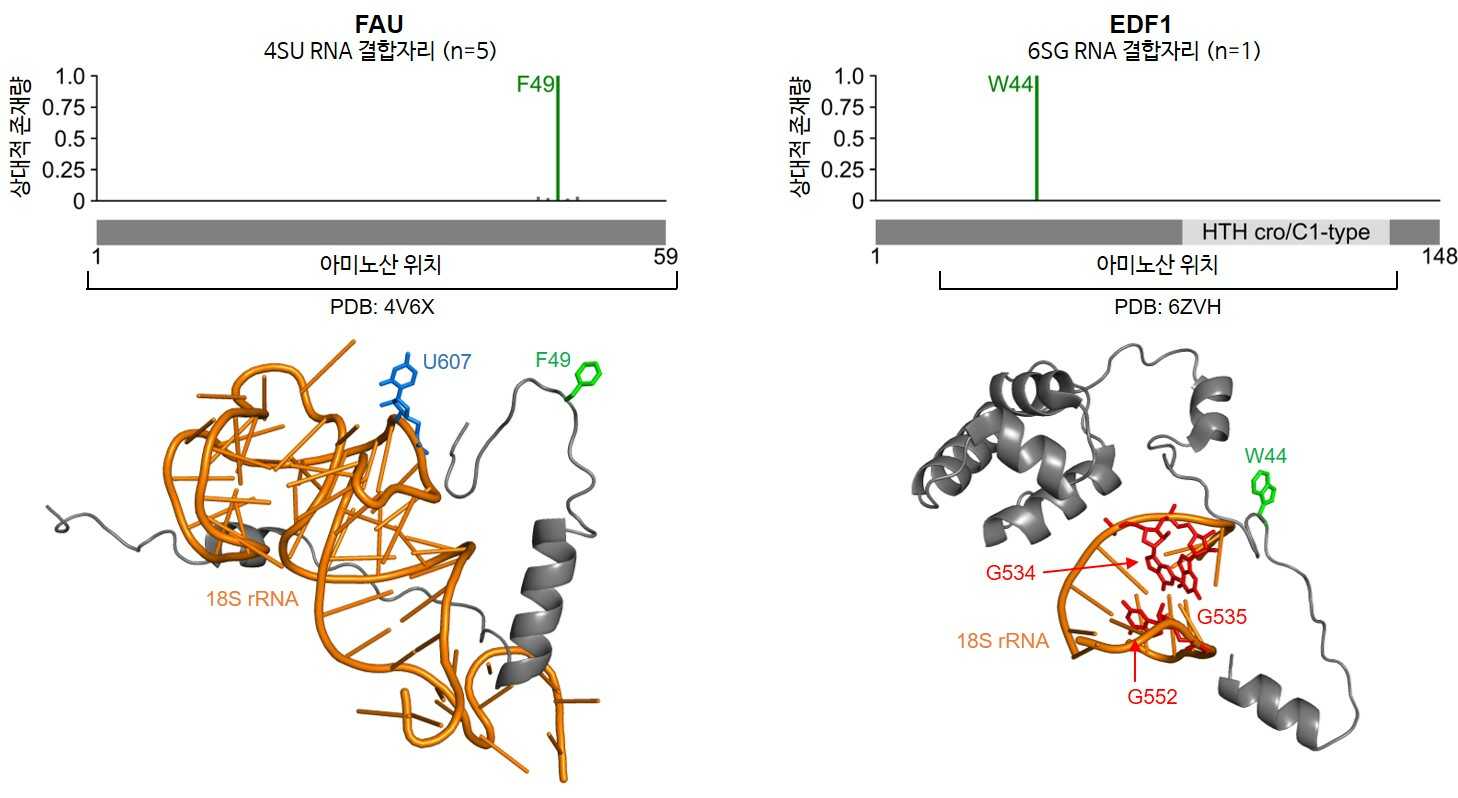 pRBS-ID를 이용한 구조가 불안정한 단백질 부위의 RNA 결합자리 동정.