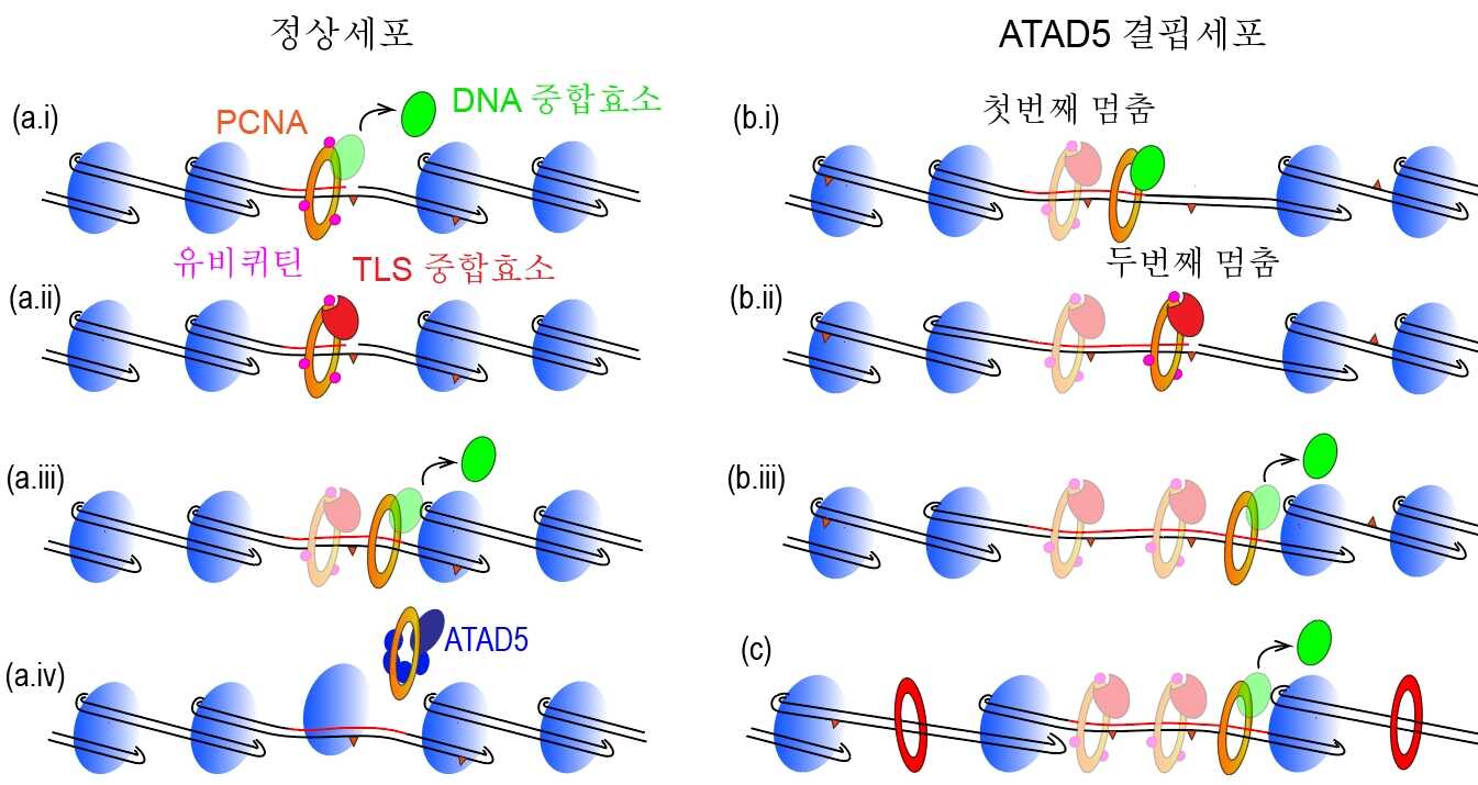 [그림 2] ATAD5 결핍세포에서 활성산소 기인 복구 DNA 합성이 연장되었을 때 유전체 불안정성을 일으키는 메커니즘 이미지로서 자세한 내용은 하단에 위치해 있습니다.