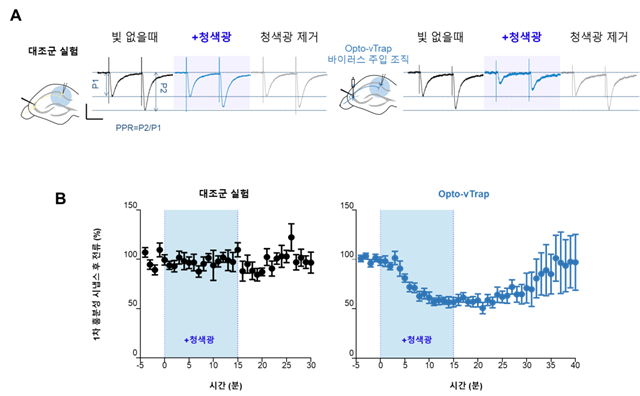 Opto-vTrap을 이용한 전기생리학 실험 결과