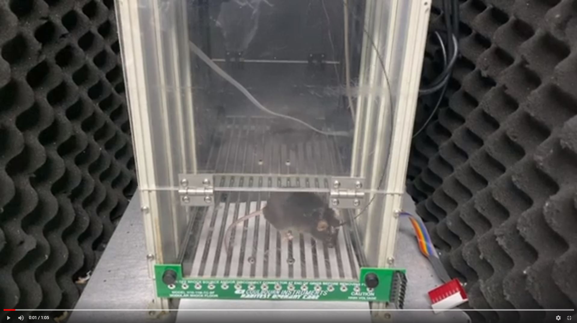 빛으로 뇌 기능·행동·감정을 자유롭게 조절한다_1