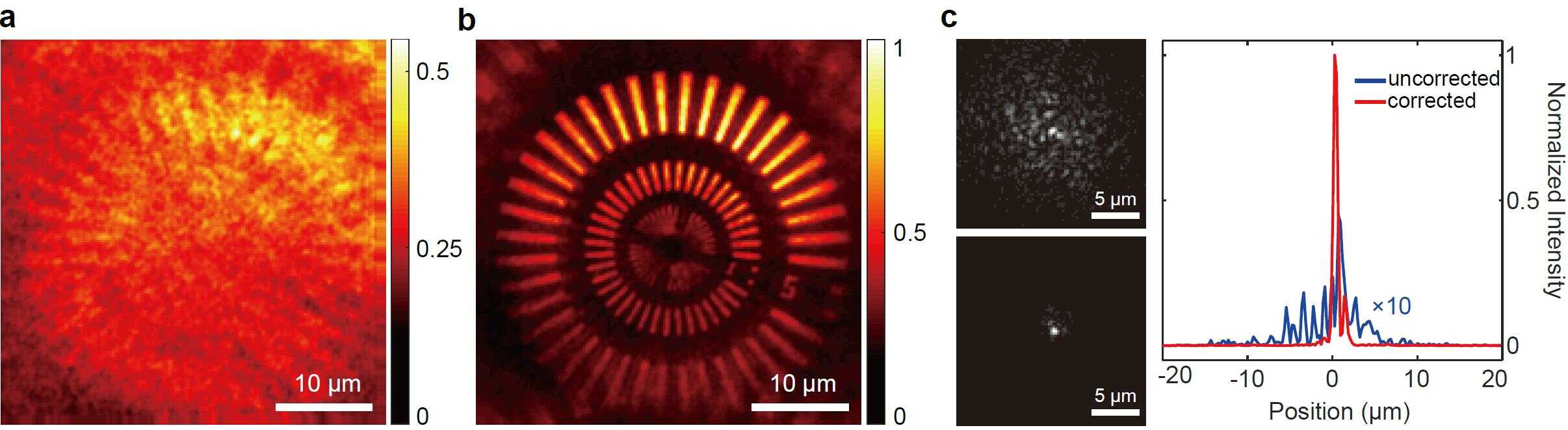 [Figure 2] Image reconstruction from a compressed time-reversal matrix. (a) An image distorted by an aberration-inducing medium. (b) An aberration-free image restored from a compressed time-reversal matrix. (c) Point spread functions before aberration correction (left-top) and after aberration correction (left-bottom) and their line profiles (right).