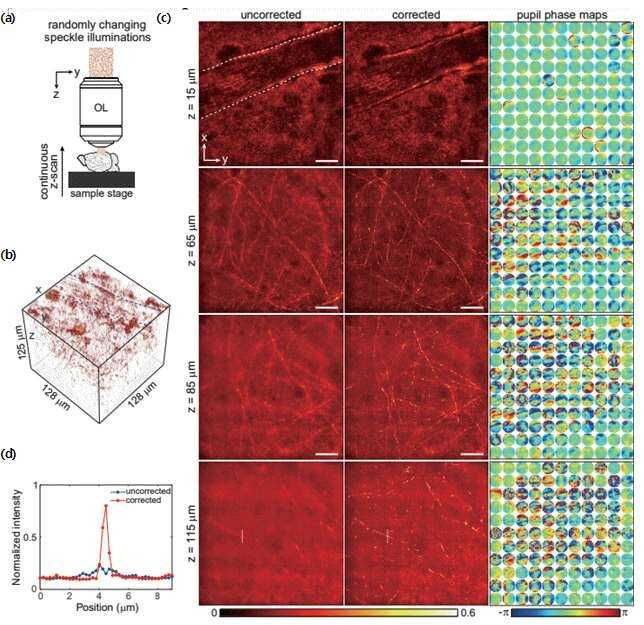 [Figure 4] Aberration-free volumetric image of mouse brain taken by compressed time-reversal matrix microscopy. (a) Imaging configuration. For 3D imaging of a mouse brain, a small number of speckle images are taken while continuously illuminating uncontrolled dynamic speckle patterns and moving the sample stage along the vertical direction. (b) 3D image of the mouse brain reconstructed from a compressed time-reversal matrix. (c) Representative section images before and after aberration correction and corresponding pupil aberration maps. (d) line profiles of a myelinated fiber before and after aberration correction.