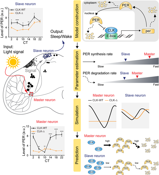 [그림1] 수리모델을 통한 마스터 뉴런과 슬레이브 뉴런의 차이 분석
