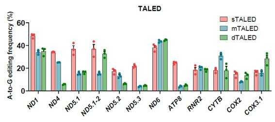 [그림 3] 여러 미토콘드리아 DNA 표적에서의 아데닌 염기 교정 효율