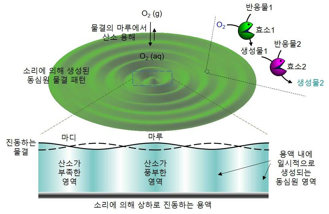소리에 의해 생성된 물결에는 상하로 움직이는 마루와 움직이지 않는 마디가 존재한다. 마루는 공기 중의 산소를 용액으로 공급을 하는 역할을 하며, 마디는 이러한 마루 영역이 서로 섞이는 것을 저지하는 막 역할을 하여‘막 없는 구획화’를 이룬다. 마루로 공급된 산소와 용액 내 반응물1은 효소1에 의하여 생성물1을 만들고, 이는 다시 효소2에 의하여 반응물2와 반응하여 생성물2로 변한다. 실제 실험에서는 생성물2의 생성을 색깔 변화로 관찰할 수 있도록 디자인했다.