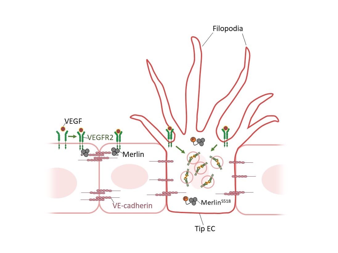 [그림1] 혈관신생 과정에서 첨단세포 활성화를 조절하는 Merlin의 수문장(Gatekeeper) 역할