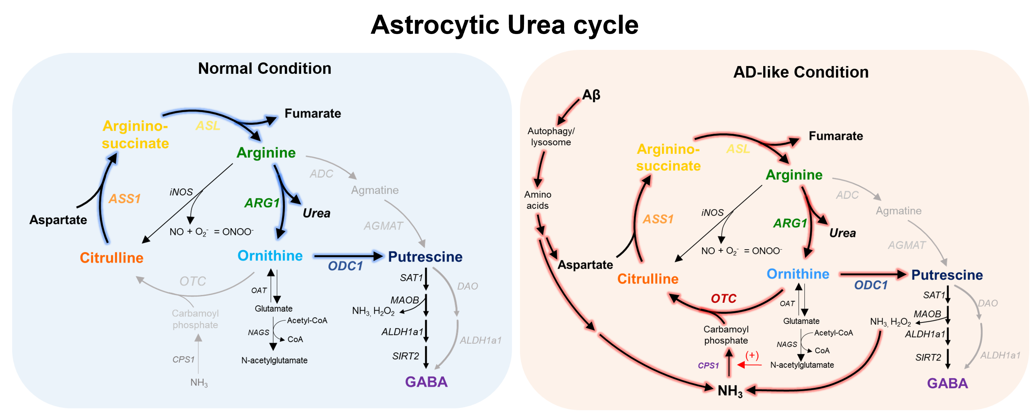 [그림1] 정상/알츠하이머 상태에서의 별세포의 요소회로 변화
            정상 상태에서는 별세포의 요소회로가 순환하지 않는 형태를 보이나, 아밀로이드 플라크와 같은 알츠하이머 컨디션에서는 별세포의 요소회로가 순환하며 효소들이 더욱 활성화된 형태를 띤다. 