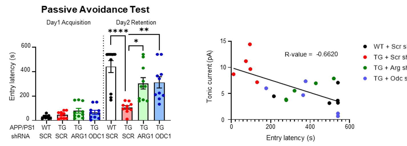 [그림 4] 별세포의 요소회로 효소(ARG1, ODC1)의 조절에 따른 기억력 회복 및 GABA와 기억력의 반비례 관계성 
            알츠하이머 모델에서 별세포의 요소회로를 조절함에 따라 망가져 있던 기억력이 회복됨을 보였다. 또한 별세포가 분비하는 GABA와 기억력간의 반비례하는 관계성을 볼 수 있었으며 이는 별세포의 GABA양에 따라 기억력의 회복이 가능함을 제시했다. 