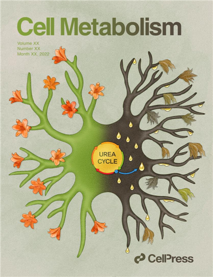 [그림 6] 별세포의 Urea cycle과 양면성을 보여주는 Cell Metabolism 커버 이미지 
            별세포의 Urea cycle이 암모니아를 해독하는 좋은 면과 푸트레신과 GABA를 생성하는 안좋은 역할을 동시에 하는 수행하는 양면성을 이미지로 형상화한 Cell Metabolism 커버 이미지.  