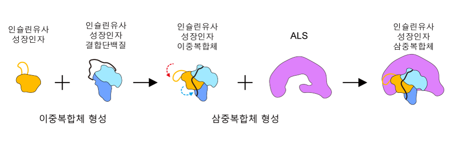 [그림2] 인슐린유사성장인자 삼중복합체 조립 메커니즘 규명
            형광 감지 크로마토그래피 등의 생화학적 연구를 통해 인슐린유사성장인자가 IGFBP와 이중결합체를 먼저 형성한 이후에 ALS와 순차적으로 결합하는 인슐린 유사성장인자 삼중복합체 조립 메커니즘을 규명함.