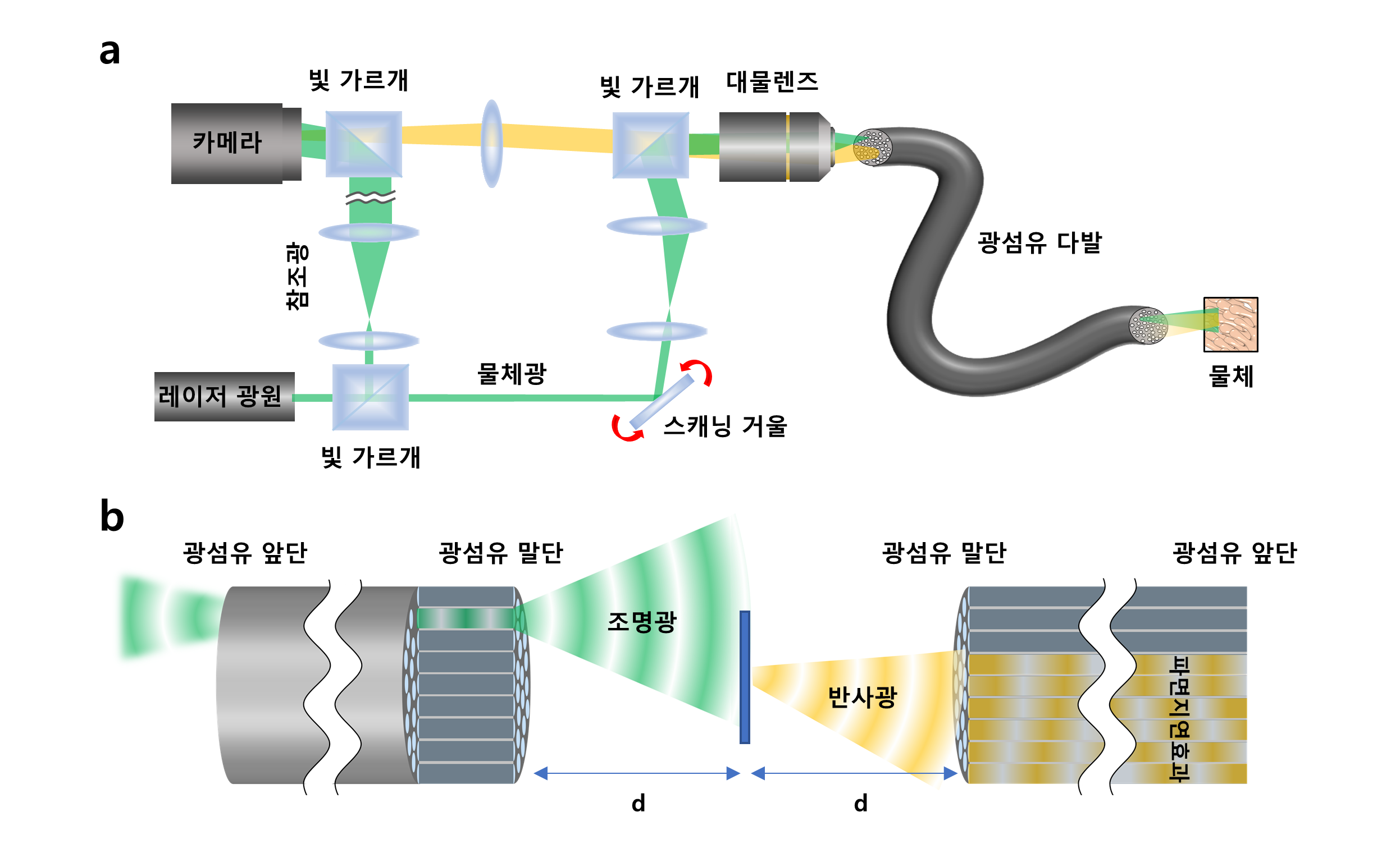[그림1] 고해상도 광섬유 다발 반사 홀로그래피 내시경의 원리
            이번에 개발한 현미경(a)은 광섬유 다발의 단일 코어를 통해 물체를 조명하고 물체에서 반사된 신호를 다시 같은 광섬유 다발로 수집하여 반사된 빛의 정보를 기록한다. 이 때 일반적인 광섬유 다발 내시경과 다르게 물체와 광섬유 사이의 거리를 충분히 떨어뜨려(b) 고해상도 이미지를 얻었다.