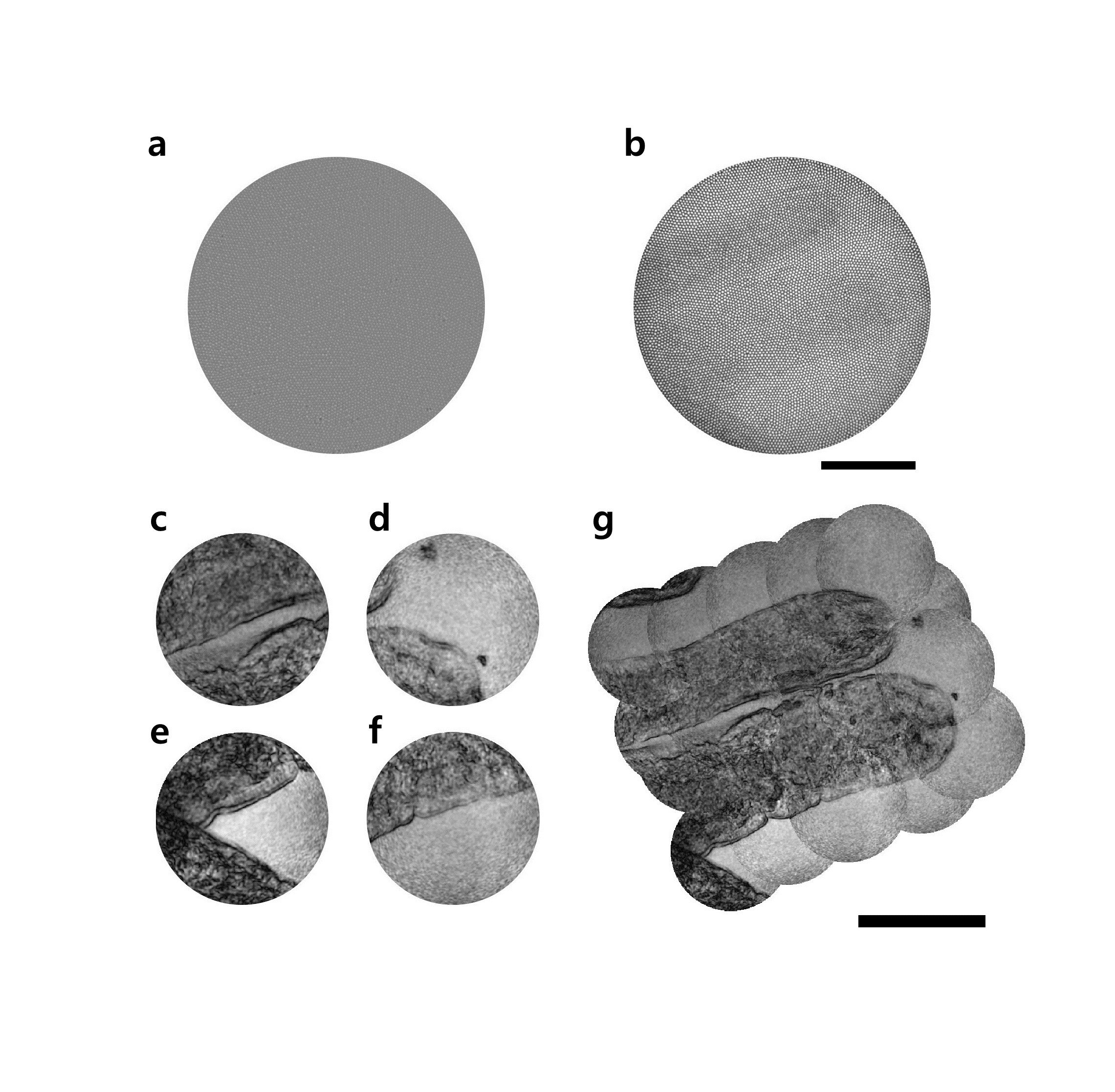 [그림 3] 신호가 약한 쥐의 소장 융털 구조 관찰
            기존의 내시경으로 본 이미지(a)뿐만 아니라, 되반사 노이즈가 존재하지 않는 영상(b)에서도 쥐의 소장을 구분하기 어려웠다. 반면 이번에 개발한 내시경으로 융털의 각 위치를 측정하고(c)-(f), 이어 붙여 융털 전체 구조(g)를 획득하였다.
