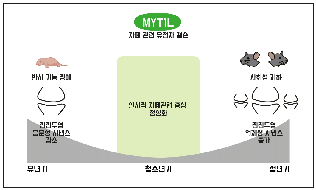 그림 2. 성장 과정에 따른 MYT1L 결손 자폐 생쥐의 자폐 증상
            MYT1L 단백질 결핍은 유년기 생쥐의 흥분성 시냅스 수를 감소시킨다. 자폐 증상은 청소년기에 일시적으로 정상화되지만, 성체 시기에 다시 억제성 시냅스의 수가 증가하며 나타난다. 즉, MYT1L의 결손으로 인한 뇌 변화가 오랜 기간 동안 축적되어 성체 시기에 사회성 저하 및 반복행동을 유발한다. 자폐증의 조기 진단 및 치료가 중요함을 시사한다. 