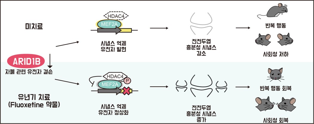 그림 3. ARID1B 결손 자폐 생쥐의 유년기 약물 치료 효과
            ARID1B 유전자가 결손되면 반복 행동과 사회성 저하라는 두 가지 대표적인 행동적 특징을 보인다. ARID1B 유전자가 결손 되면(위) 시냅스 억제 유전자가 발현되어 흥분성 시냅스의 수 및 기능이 감소하고, 이로 인해 자폐 증상이 나타난다. 흥분성 시냅스를 항진시키는 약물인 플루옥세틴(Fluoxetine)을 유년기에 투여하면, 시냅스 억제 유전자가 정상화되며 전전두엽의 흥분성 시냅스의 수와 기능이 정상 생쥐 수준으로 회복된다. 이 효과는 약물 투여가 중단된 후에도 오랜 기간 동안 지속되는 것으로 나타났다.