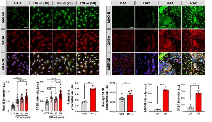 (좌측) 염증 정도에 비례하여 관절 활막세포의 마오비와 가바 발현이 증가했고, 마오비를 통해 가바를 생성 할 수 있는 푸트레신 (putrescine)과 아세틸 가바 (N-acetyl-GABA)가 현저하게 증가하였다. (우측) 또한, 상대적으로 염증이 적다고 알려진 퇴행성관절염 (OA) 환자의 관절을 류마티스 관절염 (RA) 환자의 관절과 비교하였을 때, 염증의 정도가 심한 류마티스 관절염에서 마오비와 가바가 현저히 증가함을 확인 할 수 있다.