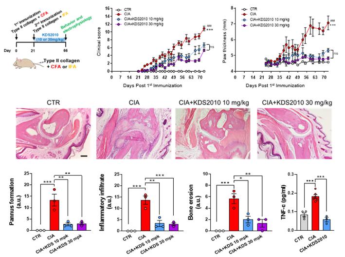 류마티스 관절염 동물 모델 연구를 통하여 마오비가 관절의 염증에 관여함을 보여줬다. 마오비의 선택적이며 가역적인 억제제 ‘KDS2010’를 사용하면 류마티스 관절염과 염증수치가 개선됨을 확인하였다. (위) 류마티스 관절염 동물 모델에 KDS2010을 투여하면 류마티스 관절염 수치(clinical score)와 두께 (paw thickness)가 개선됨을 확인 할 수 있었다. (아래) 동물 모델의 관절을 조직염색을 통해 분석했을 때, KDS2010을 통해서 관절의 침윤 및 염증 물질이 감소됨을 확인 할 수 있었다.
