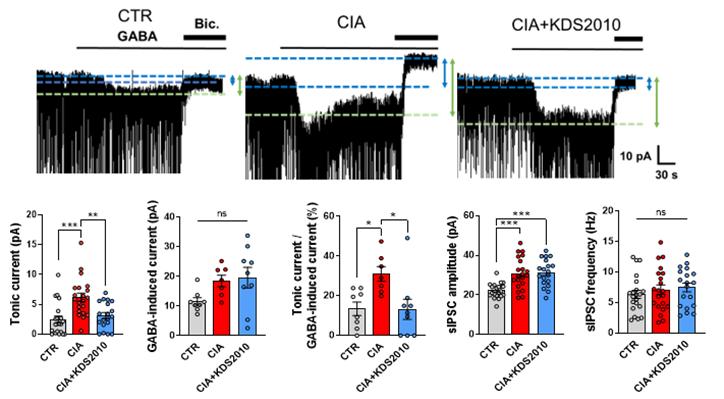 인지기능과 밀접한 기능을 하는 뇌 속 해마를 관찰하였을 때, 류마티스 관절염 동물 모델의 해마 속 별세포는 마오비에 의한 가바 분비가 증가함을 확인하였다. 반면에, KDS2010을 처리한 모델에서는 별세포의 가바 분비가 감소함을 확인하였고, 이는 가바의 분비와 인지기능의 연관성을 의미한다.