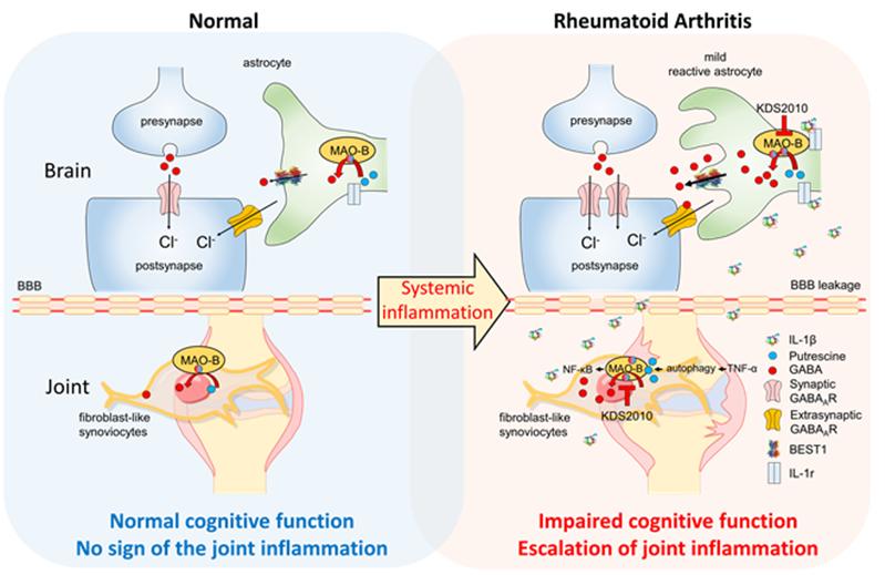 류마티스 관절염의 염증반응이 관절의 활막세포(fibroblast-like synoviocytes) 에서 자가섭식(autophagy)를 유발하여 푸트레신 (putrescine)의 생성하고, 이는 활막세포의 마오비(MAO-B)를 통해서 가바(GABA)와 과산화수소(H2O2)를 생성함으로써 관절의 염증을 심화시킨다. 만성염증에서 증가된 인터루킨-1베타(IL-1β)는 느슨해진 뇌혈관벽장벽(blood brain barrier, BBB)를 통과하여 뇌 속으로 진입하게 된다. 뇌 해마(hippomcapus)에서 증가된 인터루킨-1베타는 별세포(astrocytes)를 활성 시키고 마오비에 의한 억제성 신경전달 물질 가바의 분비를 증가시켜서 시냅스(synapse)의 신호전달을 억제함으로써 인지장애를 유발한다. 나아가 마오비 억제제를 사용하면 활막세포와 별세포의 마오비를 억제하여 관절의 염증 완화와 인지기능 회복 효과를 얻을 수 있다.