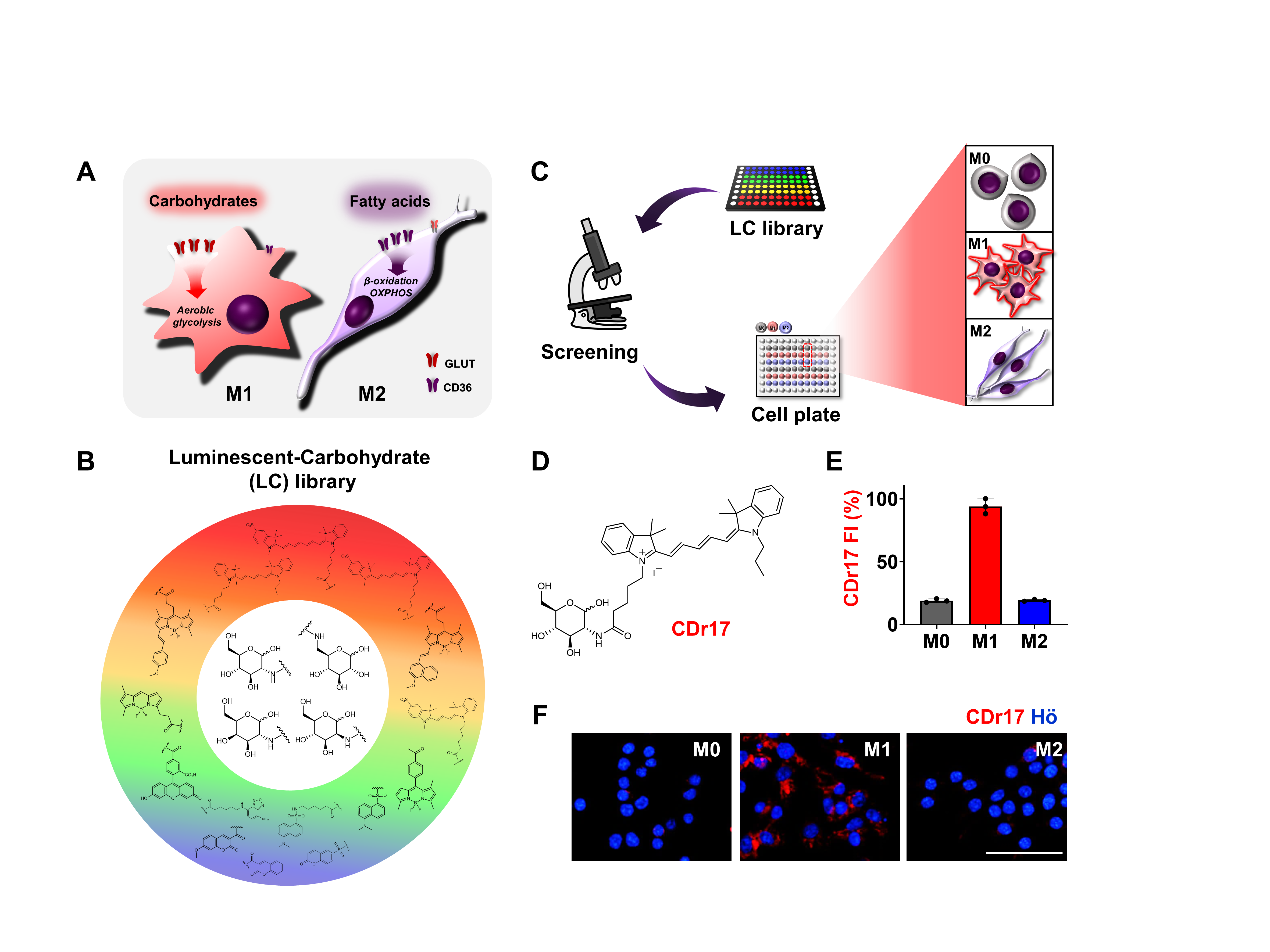 M1 대식세포 선택적 형광분자 ‘CDr17’의 개발