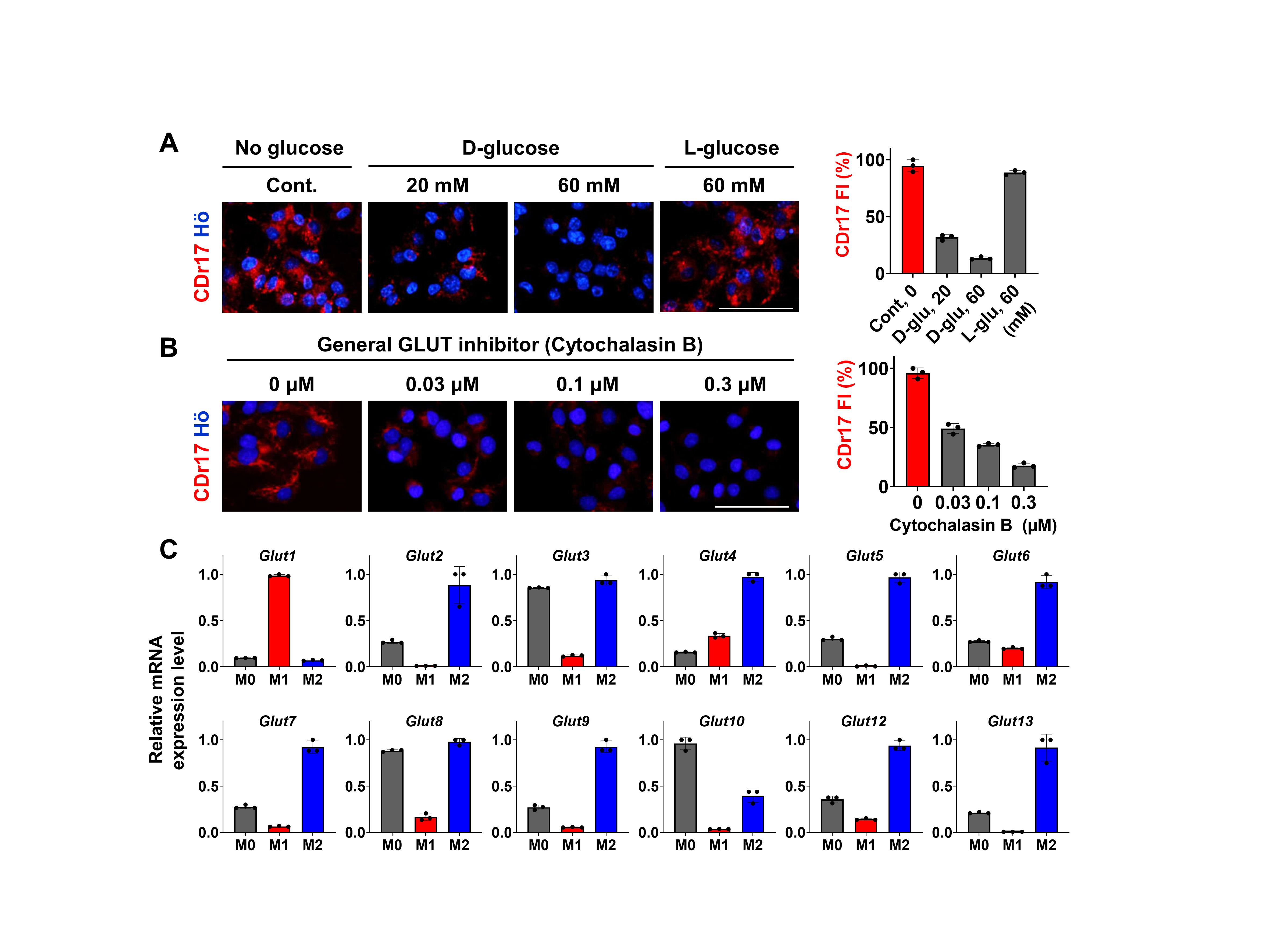 CDr17의 표적식별