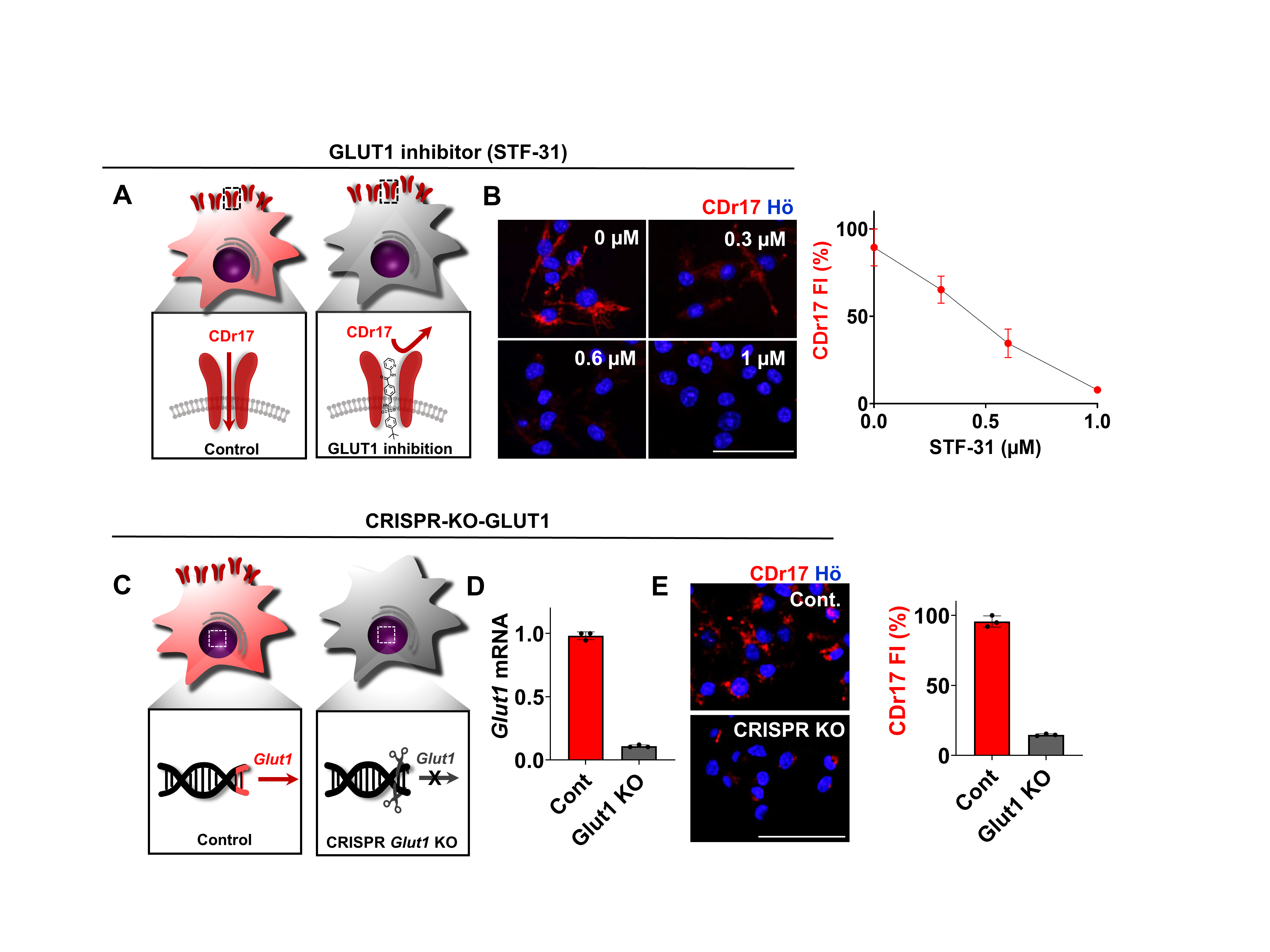 CDr17의 표적 검증