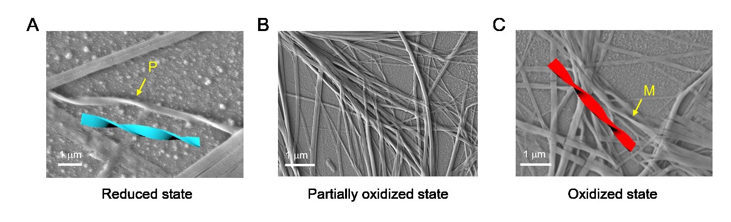 ▲ 페릴린 다이이미드(PDI) 분자는 산화-환원에 분자들이 쌓이는 방향이 달라진다. 즉, 서로 다른 키랄성을 보인다. 산화된 PDI 분자는 왼쪽 방향으로 꼬인 형태로 붉은 색을 띄는 반면(C), 환원된 PDI 분자는 오른쪽 방향으로 꼬인 형태로 푸른색을 띈다(A). IBS 연구진은 이 특성을 활용해 한 용액 안에서 서로 다른 키랄성을 가진 분자들이 다른 영역에 존재할 수 있음을 시각적으로 증명했다.