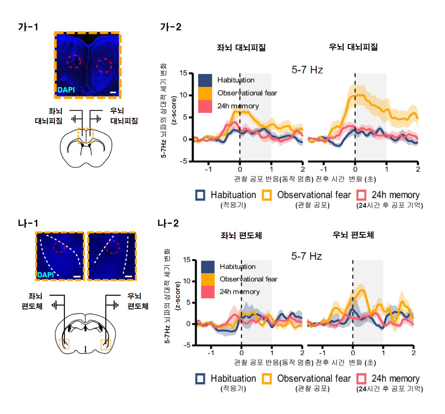 연구진은 광유전학적 기법으로 관찰한 현상을 검증하기 위해 뇌파 측정 기법을 이용하여 좌/우측 뇌의 대뇌피질-편도체 간의 기능적 연결을 확인하였다. 생쥐의 관찰 공포 행동 중에 우뇌의 대뇌피질 및 편도체에서 5~7 hz 의 뇌파 동기화가 관찰되었으나 좌뇌의 경우 뇌파 동기화가 확인되지 않았다. 이를 통해, 우뇌의 대뇌피질-편도체 영역간의 5~7 hz 진동수의 뇌파 동기화가 관찰 공포 행동에 관련 있음이 확인되었다.