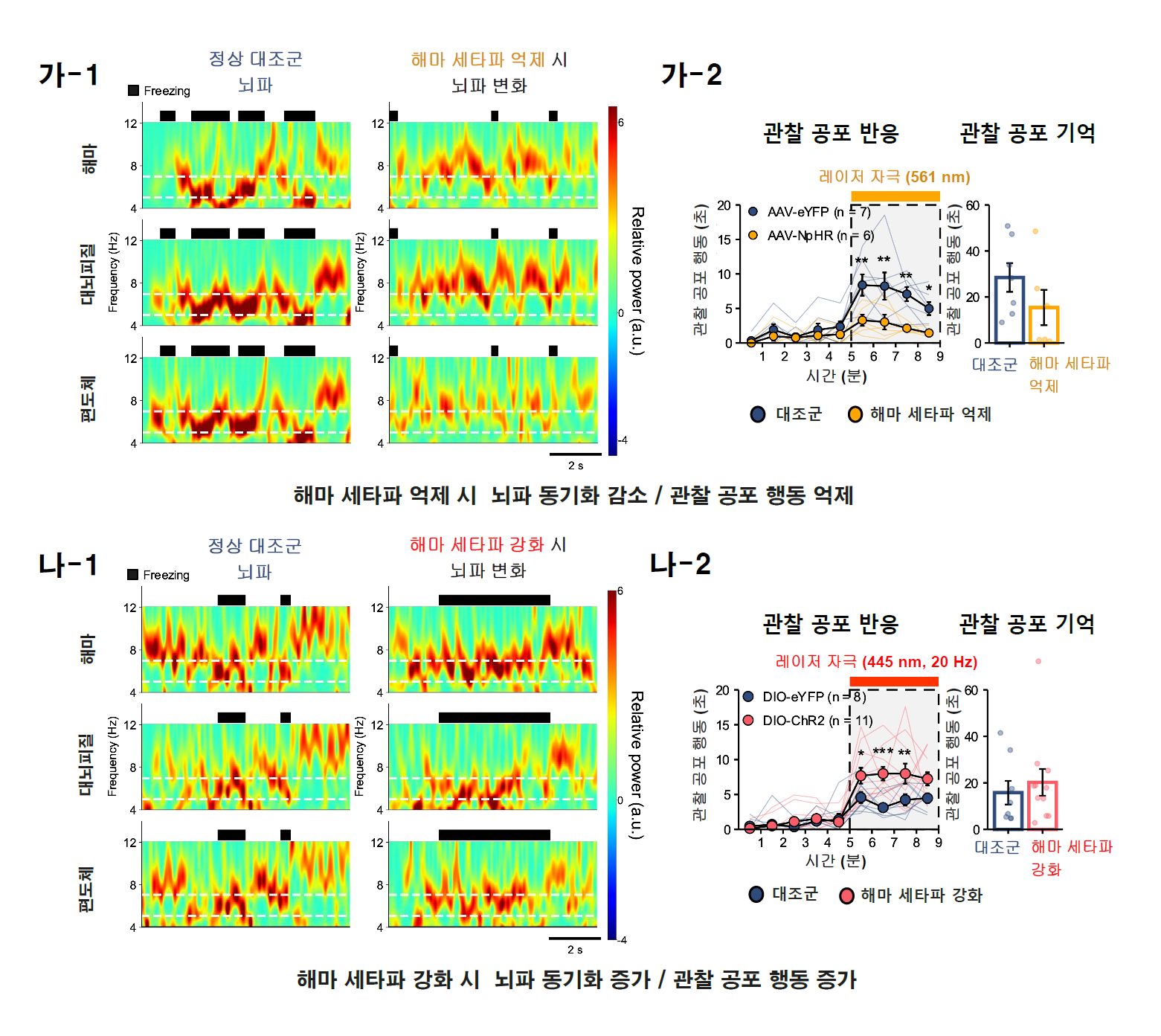 광유전학 기법을 이용하여 해마 세타파 억제 시 우뇌의 대뇌피질-편도체 부위의 뇌파 동기화가 감소되었고 관찰 공포 행동이 억제되었다. 뿐만 아니라, 해마 세타파 강화 시 우뇌의 대뇌피질-편도체 뇌파 동기화가 증가하였고 관찰 공포 행동의 증가도 확인되었다. 이를 통해 대뇌피질-편도체 뇌파의 근원이 해마 세타파임이 확인되었고, 대뇌피질-편도체 뇌파 동기화 조절에 의해 관찰 공포 행동 기능이 양방향성으로(억제/강화) 조절됨이 확인되었다.