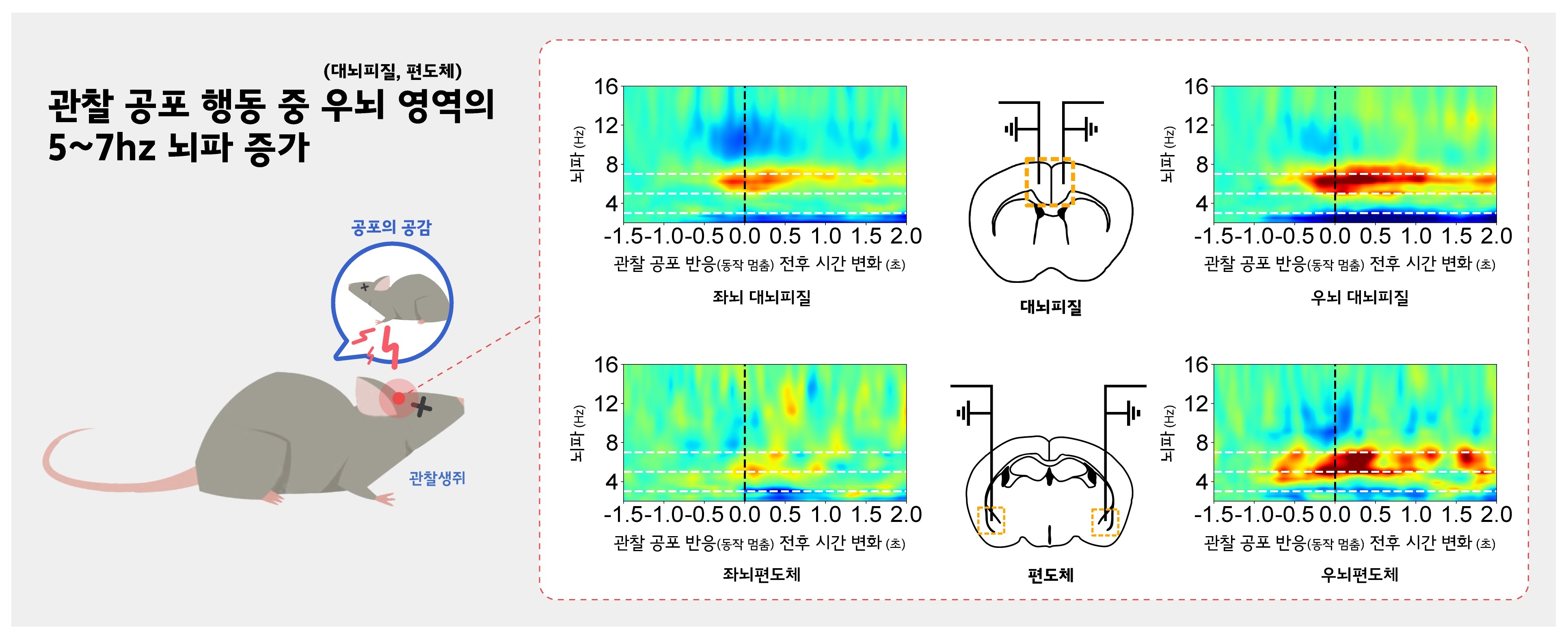 ▲ 광유전학적 기법을 이용하여 우측 대뇌피질 부위의 5~7 hz 뇌파를 특이적으로 억제했을 때 생쥐의 관찰 공포 행동이 억제되었고 대뇌피질-편도체 영역의 뇌파 동기화가 감소되었다. 이를 바탕으로, 우측 대뇌피질 부위의 5~7 hz 진동수의 뇌파가 공감 기능을 위해 반드시 필요함을 확인되다.