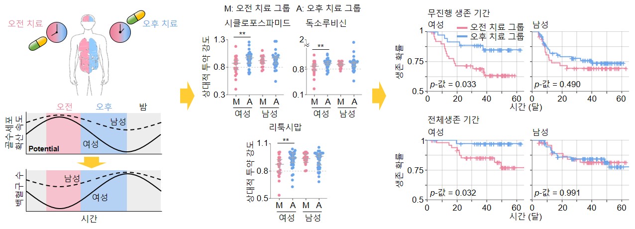 [그림 2] 림프종 환자들을 위한 시간항암요법 개발
            하루 중 골수세포 확산 속도가 남성에 비해 여성에서 큰 차이가 나고, 오전에 확산 속도가 최대가 된다(왼쪽). 이 때문에 여성 환자에게 오전에 항암제를 투약할 시 골수세포의 확산이 억제되어 항암 부작용의 발생 빈도가 증가한다. 부작용이 발생하면 환자 안전을 위해 투약량을 줄이기 때문에, 상대적 투약 강도가 감소한다(가운데). 오전 치료를 주로 받은 여성 환자의 항암치료 효율이 감소하여, 생존 확률이 감소하게 된다(오른쪽). 오후에 주로 치료를 받은 여성 환자 그룹은 60개월 이후 13% 환자들만이 병이 악화되었고, 2%의 환자들이 사망했다. 반면, 오전에 주로 치료를 받은 그룹은 37%의 환자들이 병이 악화되고, 25%의 환자들이 사망했다. 남성의 경우 시간에 따른 유의미한 치료 효율 차이가 없는 것으로 확인됐다.