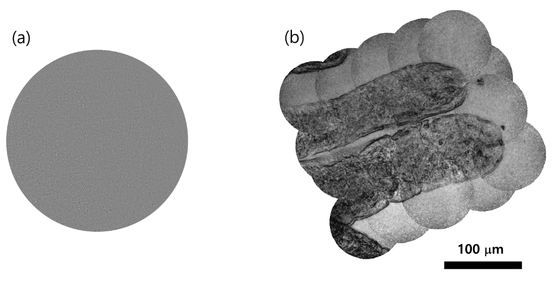 그림 5. 쥐에서 적출한 융털 구조의 내시경 영상. (a) 일반 광섬유 내시경 영상. (b) 연구팀의 내시경 영상. 그림 출처: Nat. Commun. 13, 4469 (2022).
