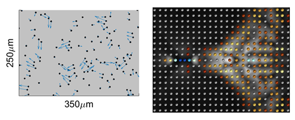 Figure 1. Left: Experimental measurement of colloidal particles driven in a thin microfluidic channel. The particles form stable, hydrodynamically coupled pairs moving at the same velocity (arrows). These pairs are the fundamental quasiparticles of the system. Right: Simulation of a hydrodynamic crystal, showing a quasiparticle pair (leftmost yellow and orange particles) propagating in a hydrodynamic crystal, leaving behind a supersonic Mach cone of excited quasiparticles. Colors denote the magnitude of the pair excitation, and the white background denotes their velocity (see movie).
