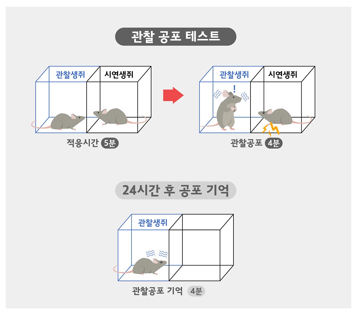 사진2. 생쥐의 공포 공감 행동 실험 방법. 관찰 생쥐는 고통을 받는 생쥐가 전기충격 받는 모습을 보고 동작을 멈추는 프리징 행동을 보이며, 다음날에도 같은 장소에 두면 고통받는 생쥐를 보지 않아도 프리징 행동을 보인다.