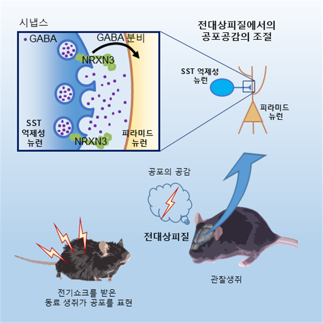 사진3. Nrxn3 유전자가 SST 뉴런의 시냅스 전달 기능을 조절해 공감능력에 관여하는 과정.