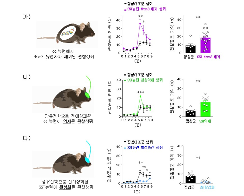 사진4. 전대상 피질의 SST 뉴런에서 Nrxn3 유전자가 제거된 생쥐는 정상 대조군 생쥐에 비해 공포 공감 행동이 현저히 증가했다(가). SST 뉴런 활성이 억제된 생쥐 역시 높은 공감 능력을 보였고(나), 반대로 SST 뉴런이 활성화된 생쥐는 공감 능력이 낮아졌