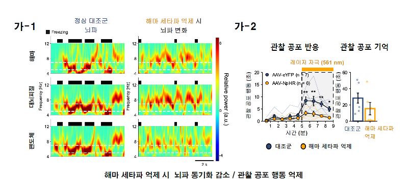 사진7. 광유전학 기법을 이용해 해마 세타파를 억제한 결과 우뇌의 대뇌피질-편도체 부위의 뇌파 동기화가 감소했고 관찰 공포 행동도 억제됐다.