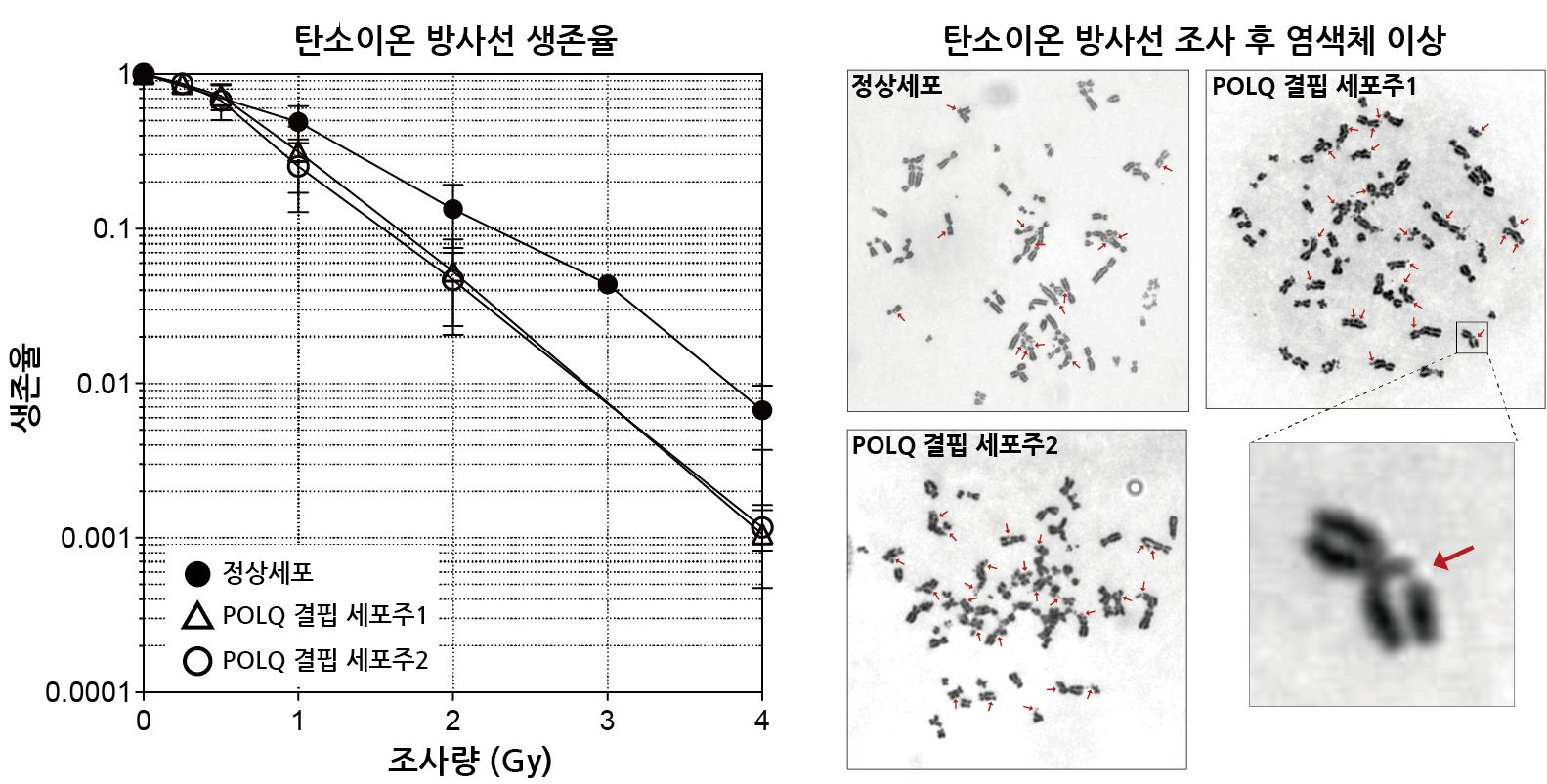 [그림 1] POLQ 단백질의 결핍으로 인한 중입자 방사선 생존율 감소와 염색체 이상 (왼쪽) 정상세포와 POLQ 단백질이 결핍된 세포주에 중입자 방사선인 탄소이온 방사선을 조사한 후 생존율을 비교했다. POLQ 단백질이 결핍된 경우 정상세포에 비해 생존율이 현저히 떨어짐을 관찰했다. (오른쪽) POLQ 단백질이 결핍된 세포주에서 더 많은 수의 염색체 이상을 관찰했다. 빨간색 화살표는 염색체 이상 중 하나인 염색분체의 절단을 가리킨다.