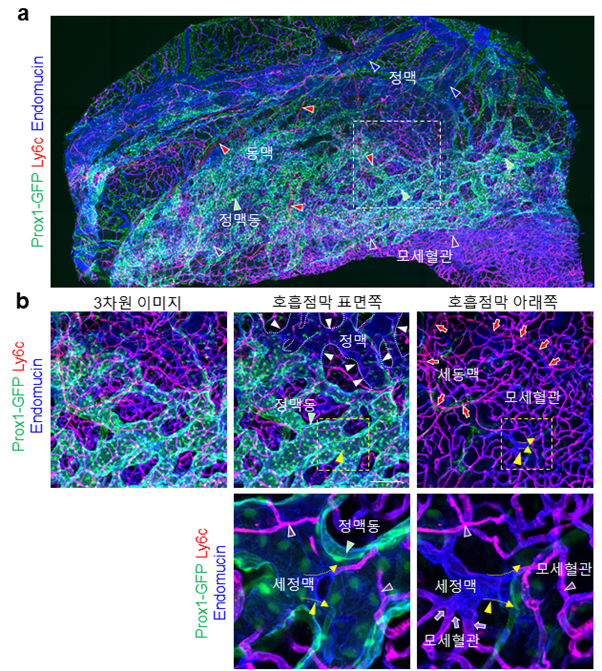 [그림 2] 생쥐 비강 내 혈관 3차원 구조
            생쥐 비강 내 혈관 내피세포별 특이적 단백질에 대한 항체를 주사하여 면역형광염색법을 통해 혈관망 구조를 3차원 형태로 분석한 결과, 동맥-세동맥-모세혈관-세정맥-정맥동-정맥으로 연결됨을 발견함(그림 a, b).