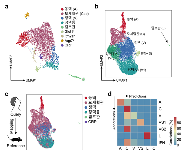 [그림 4] 생쥐 및 사람에서 단일 세포분석을 통한 비강 내 내피세포의 이질성
            생쥐와 사람의 비강내 호흡점막 조직에서 단일 세포분석을 통하여 비강내 내피세포들의 이질성을 측정한 결과 다양한 혈관 내피세포 소집단이 존재함(그림 a, b), 사람에서도 생쥐와 유사한 혈관 내피세포 소집단이 존재함을 발견함(그림 c, d).