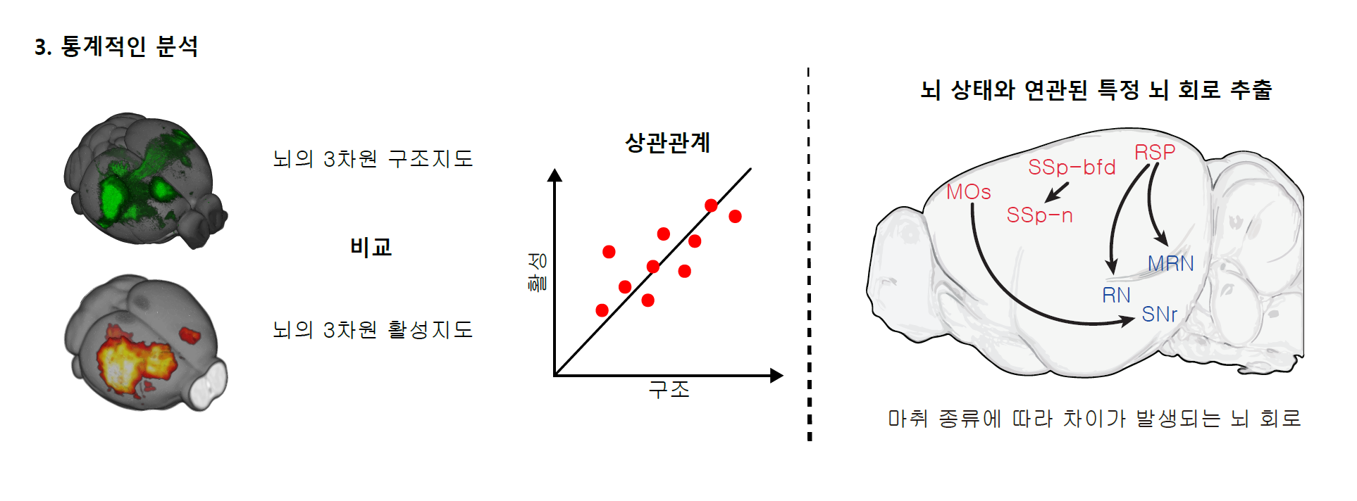 [그림4] 통계적인 분석
            (왼쪽) fMRI로 획득한 기능적 연결 경로(활성지도)는 구조적 연결 경로와 비교분석 되고, 둘 사이에 양의 상관관계가 존재하는 것을 발견헸다. (오른쪽) 같은 실험을 마취제의 차이로 나뉘는 두 그룹에서 실행했을 때, 특정 뇌 회로가 연결성의 차이를 보였다. 이로부터 다른 종류의 마취제가 특정 회로에 선택적으로 작용한다는 것을 확인했다.
            
