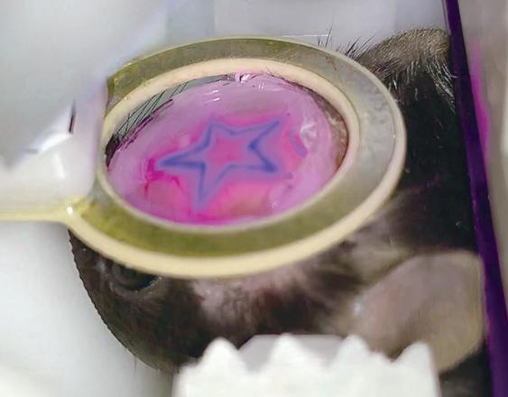 마우스 뇌 표면에 비춰진 별모양 광 자극 패턴
            빔 프로젝터를 이용해 설정한 임의의 이미지(별모양)를 3미터 길이의 광섬유 번들을 통해 MRI 장비 안 마우스의 뇌로 전달한 사진. 원하는 어떠한 형태의 이미지도 빛으로 바꾸어 마우스의 머리 위로 쏠 수 있다. 마우스 머리 위 원형의 코일은 MRI 신호를 받는 수신기 역할을 한다. 마우스 두개골은 얇게 갈아내어(thinned-skull) 빛의 투과율을 높여 광 자극이 효과적으로 전달되도록 처리됐다.